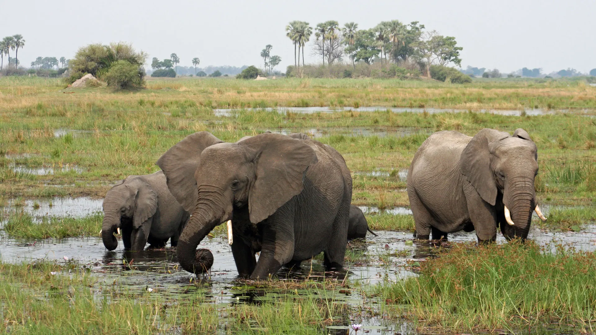 9-day Botswana Maun Safari trips in Makgadikgadi Pans Botswana