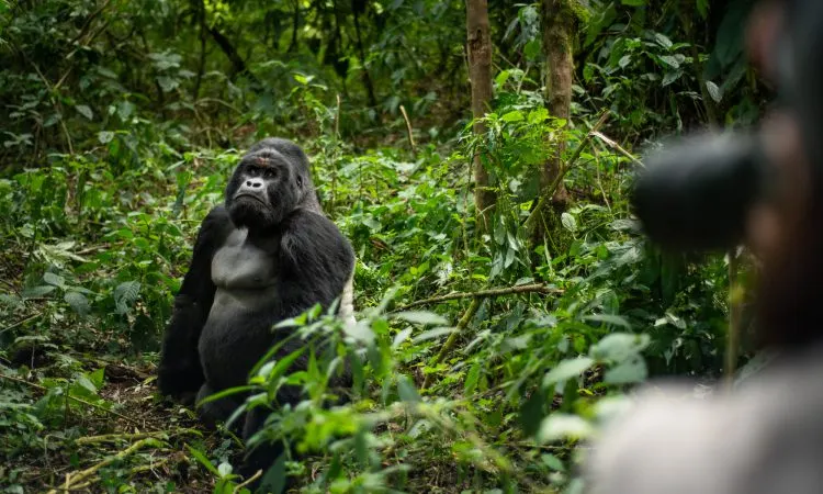 8-day Mikeno vacation focus across Virunga National Park On Dr Congo Tour Safaris