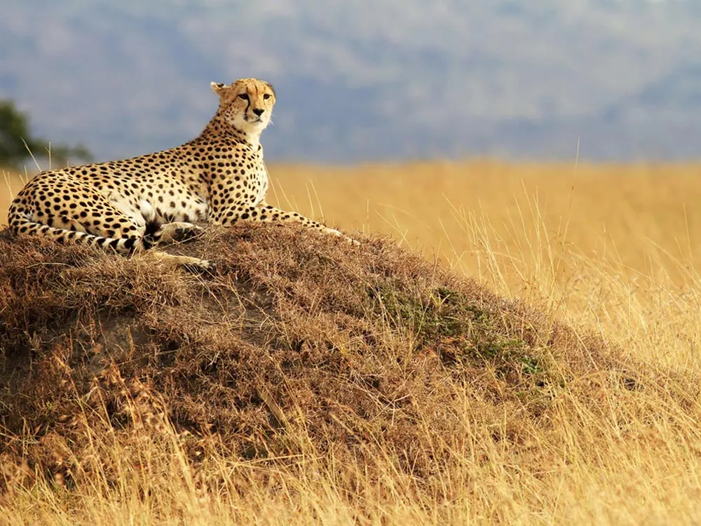 8-day Tsavo West leopard safari focus across Kenya Safaris Guided time in Lake Nakuru National Park