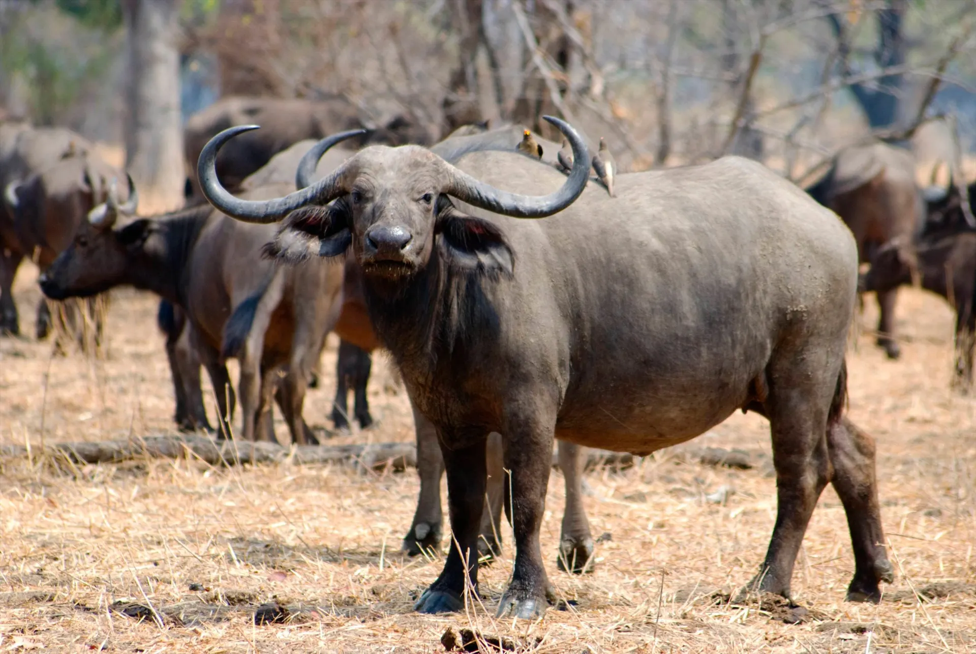 6-day Liuwa Plains cost focus across Zambia Guided time in Kafue National Park