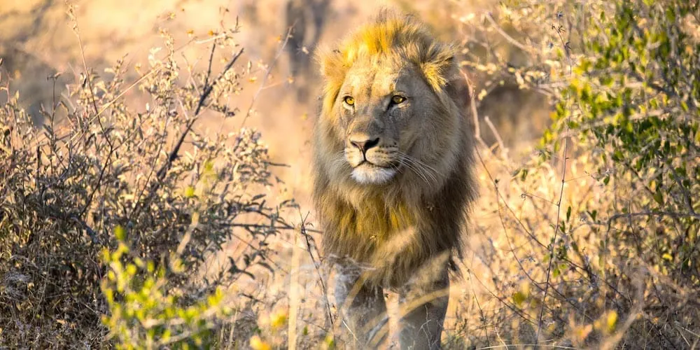 6-day Botswana Safaris Makgadikgadi Pans cost  in Chobe National Park