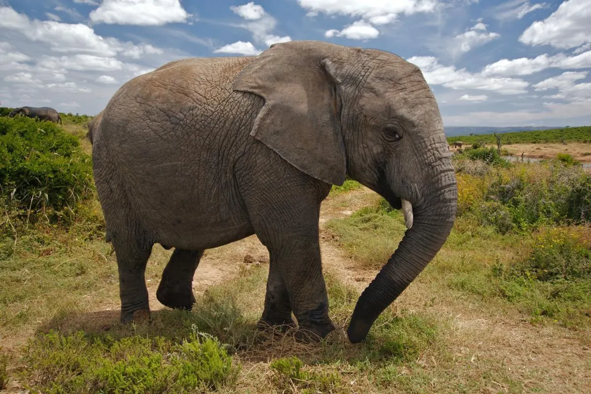 8-day big five safari Bale Mountains Ethiopia Safaris in Bale Mountains National Park