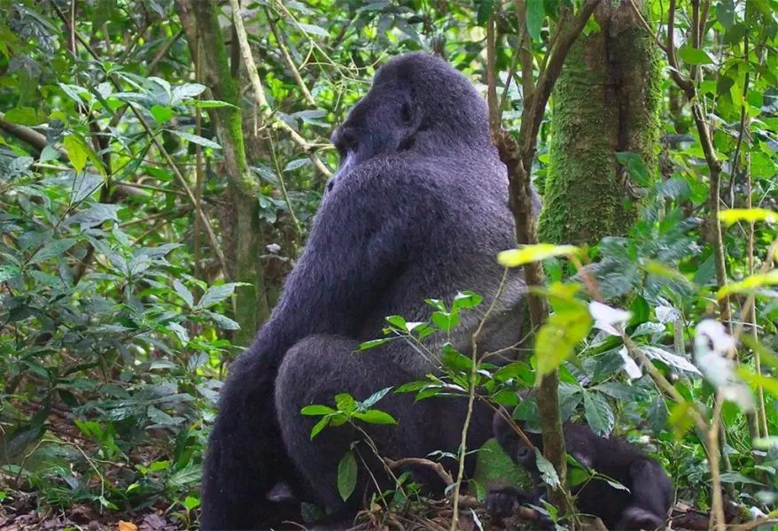 6-day canoe safari Kahuzi-Biega DR Congo focus across Virunga National Park