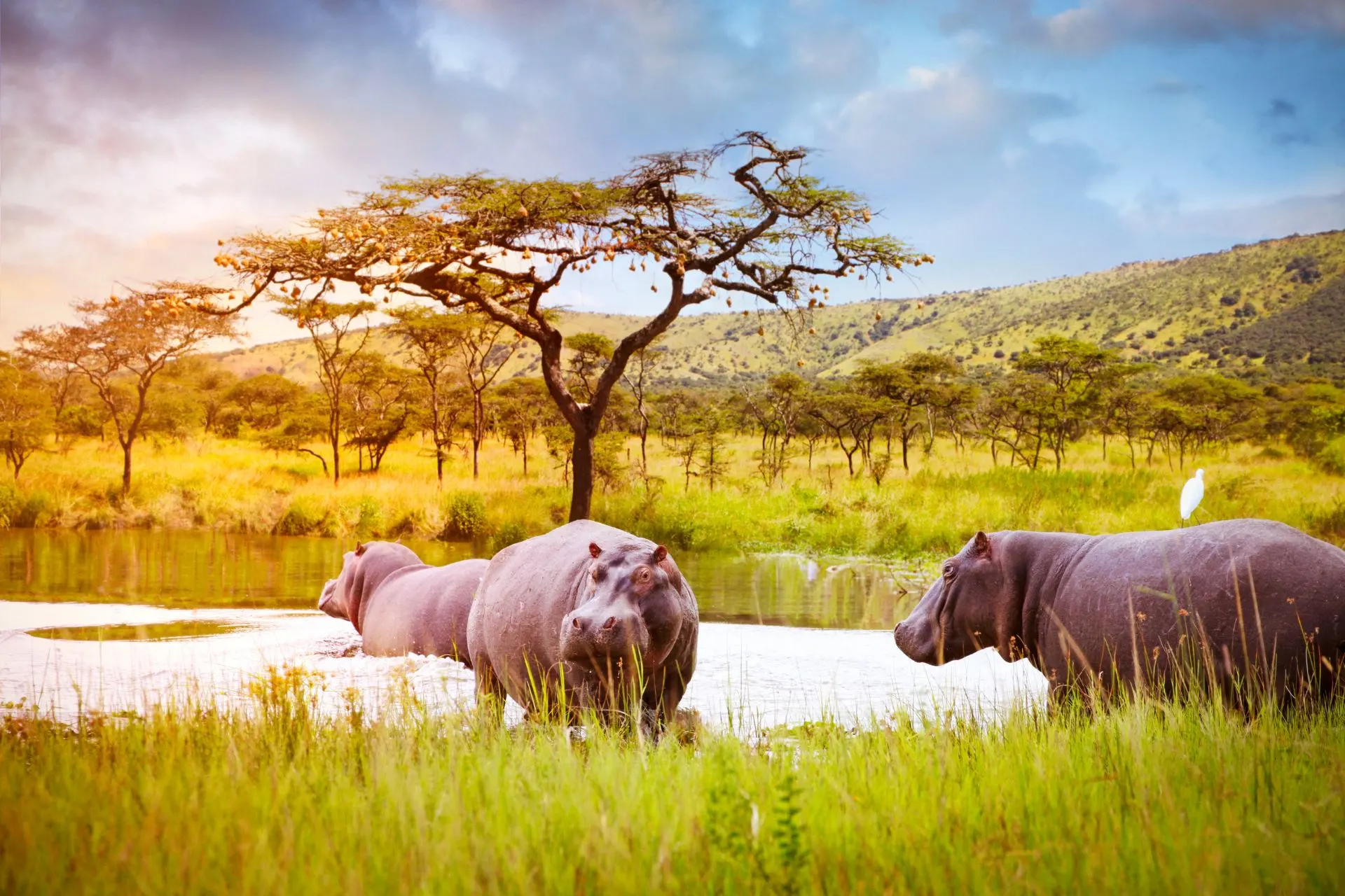 9-day luxury safari Lake Kivu focus across Rwanda Safari Guided time in Akagera National Park