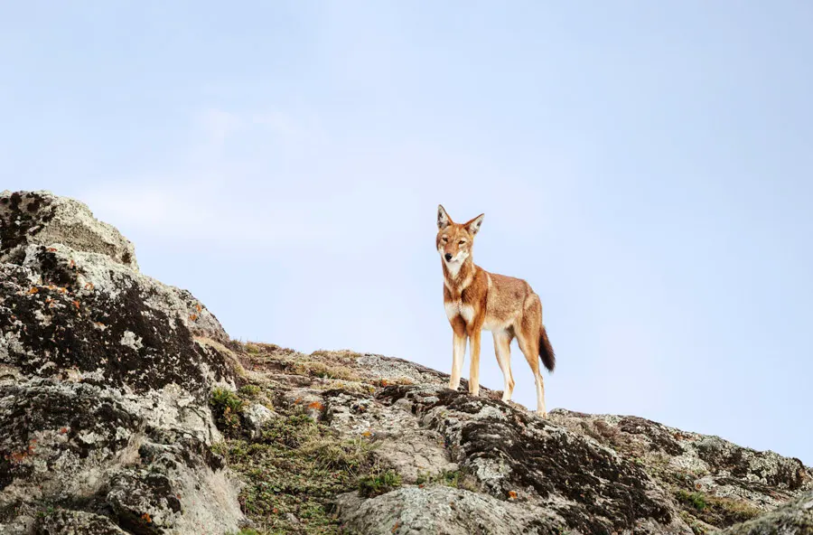 7-day Ethiopia safari Axum Ethiopia focus across Ethiopia Guided time in Omo Valley