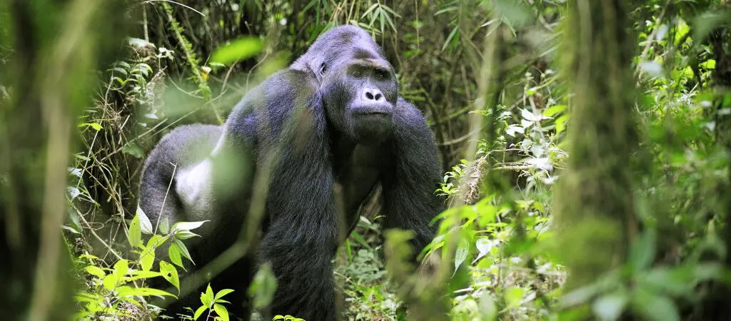 6-day Goma mokoro safari focus across  Kahuzi-Biega National Park On Dr Congo Safari Tours