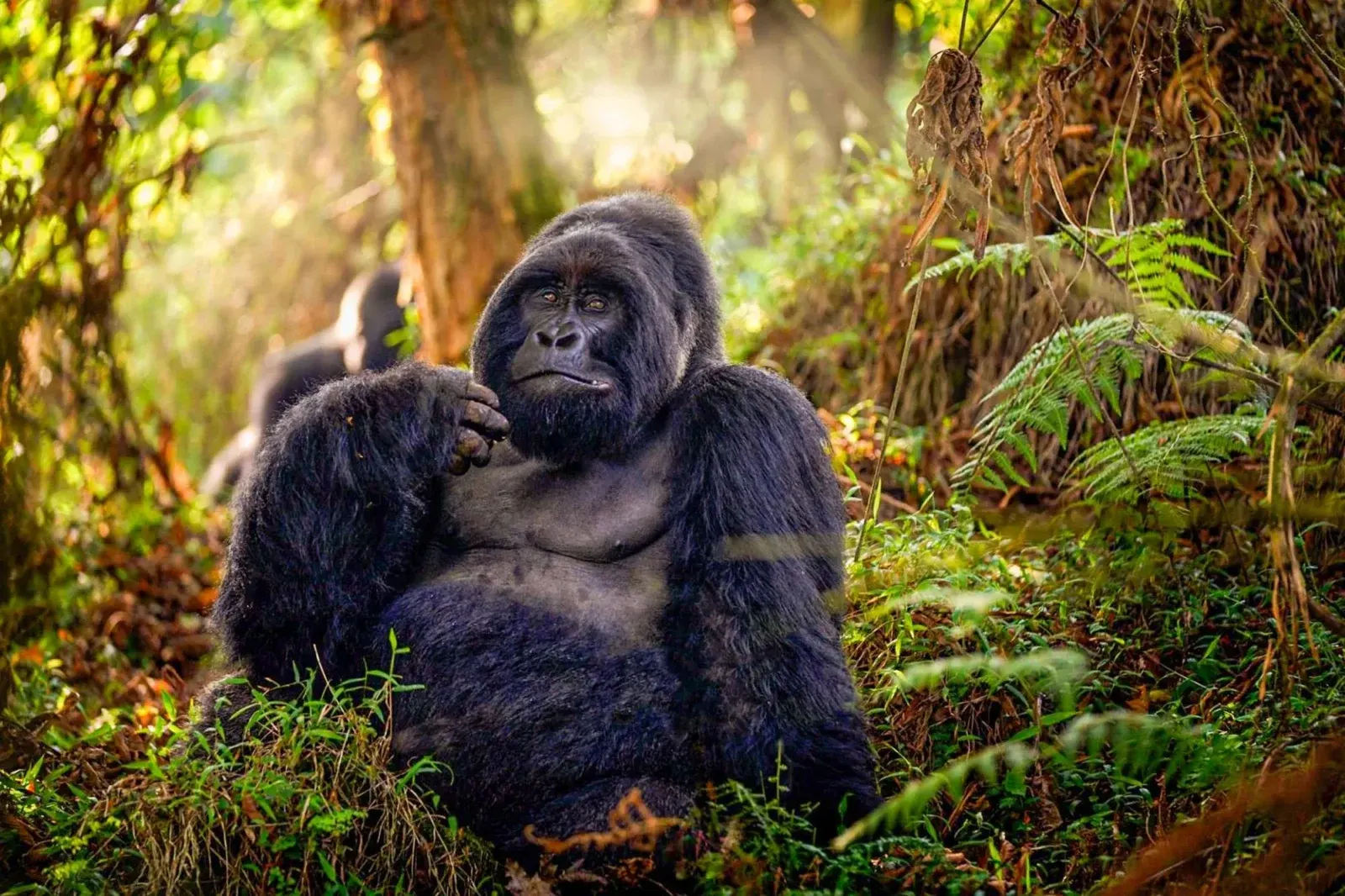 10 Day Signature Gorilla Trekking in Mgahinga Gorilla and Combine Big five Safaris