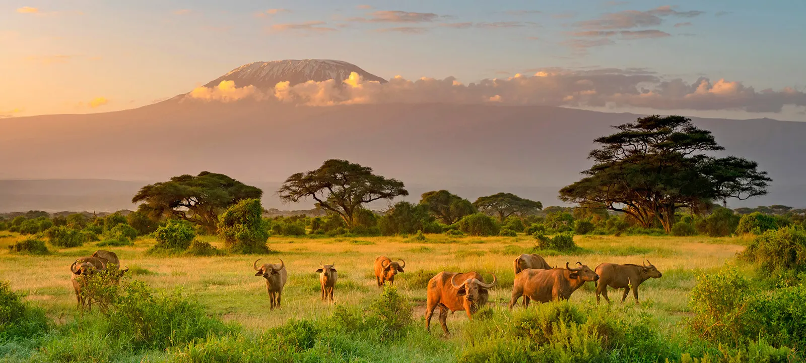  9 Day Classic Wildlife Safari Tour in Nyerere on Tanzania Safaris