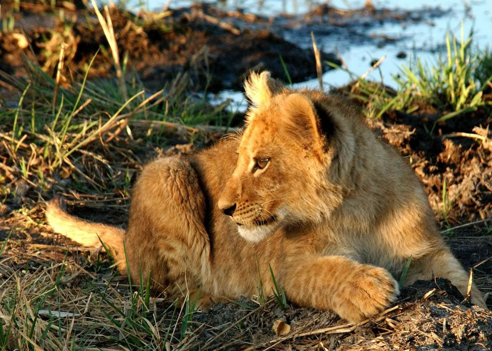 8-day Botswana Kasane tours Safaris in Chobe National Park Botswana