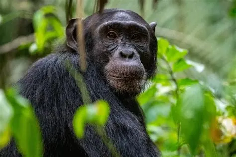 10 Day Guided Gorilla Trekking Safari Tours  in Mgahinga Gorilla and Chimpanzee Tracking in Kibaale