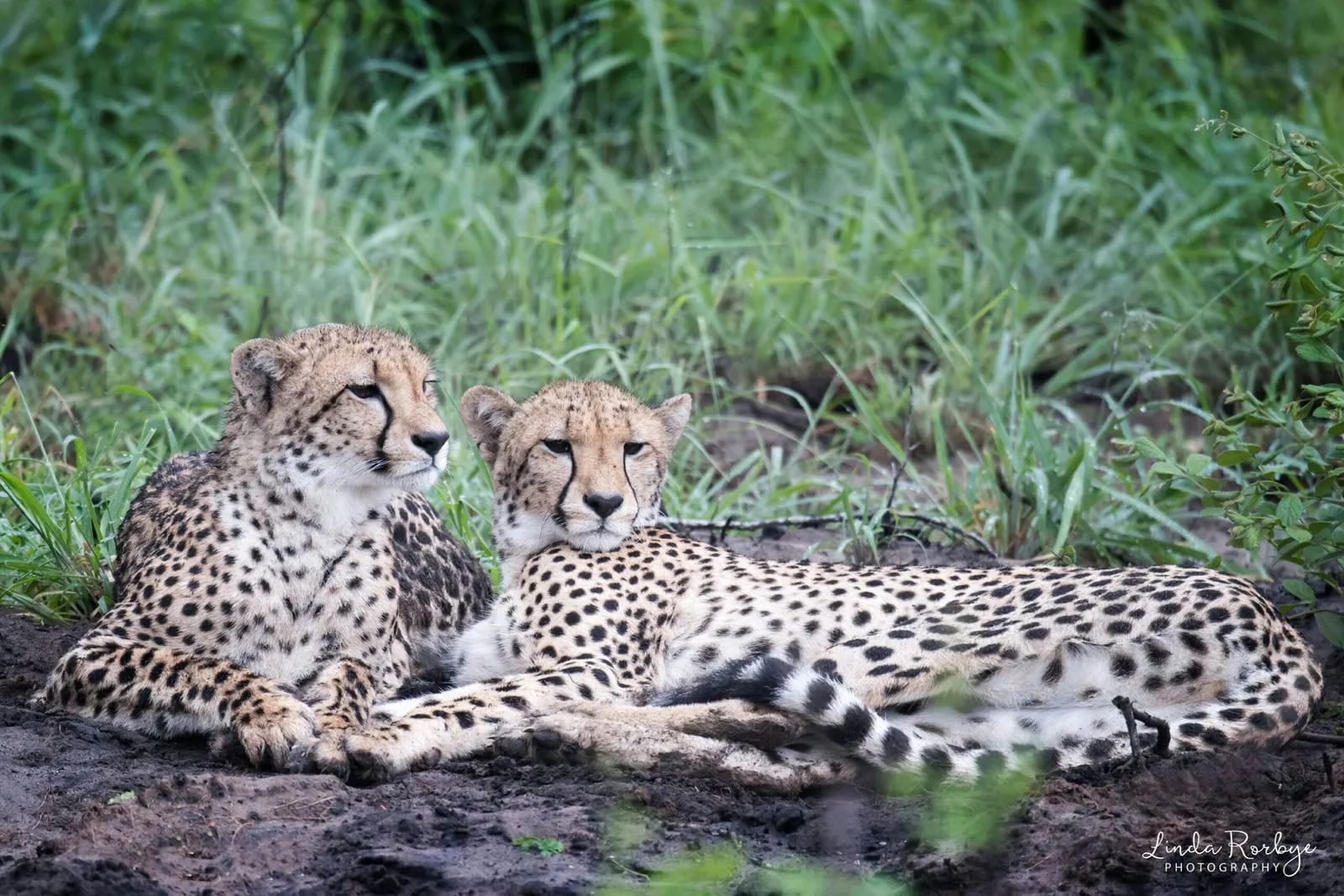 8-day Victoria Falls Zambia beach and safari focus across in Kafue National Park