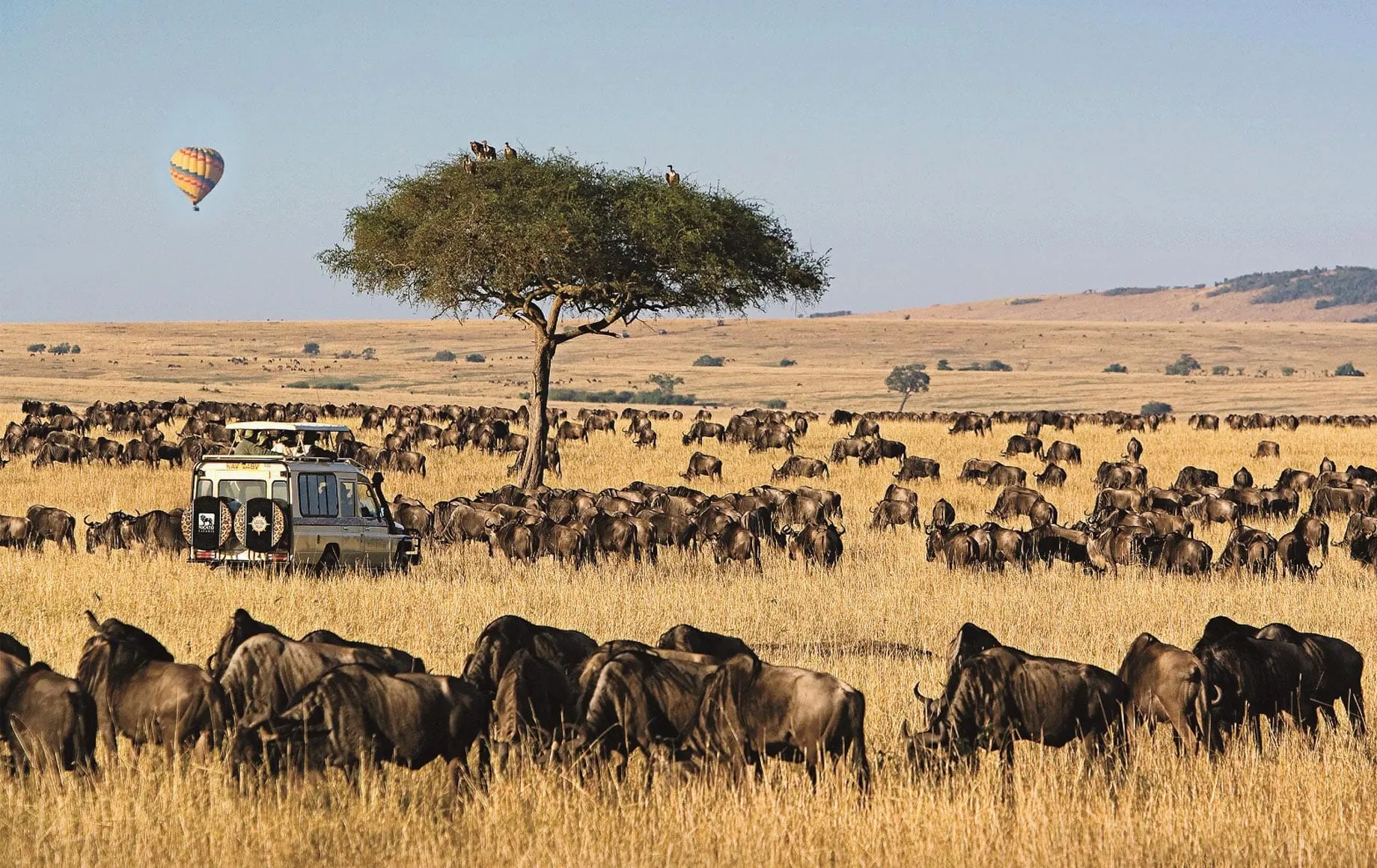 10-day Kenya Laikipia Safari prices focus across Kenya Guided time in Masai Mara National Reserve
