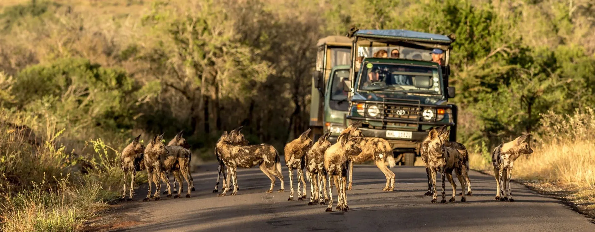 10 Day Wildlife Safari Package in Ruaha and in Ngorongoro Conservation Area on Safari Tour Tanzania