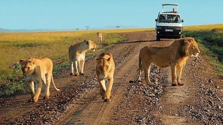 5-day Uganda safari Tour operators focus across Uganda Guided time in Murchison Falls National Park