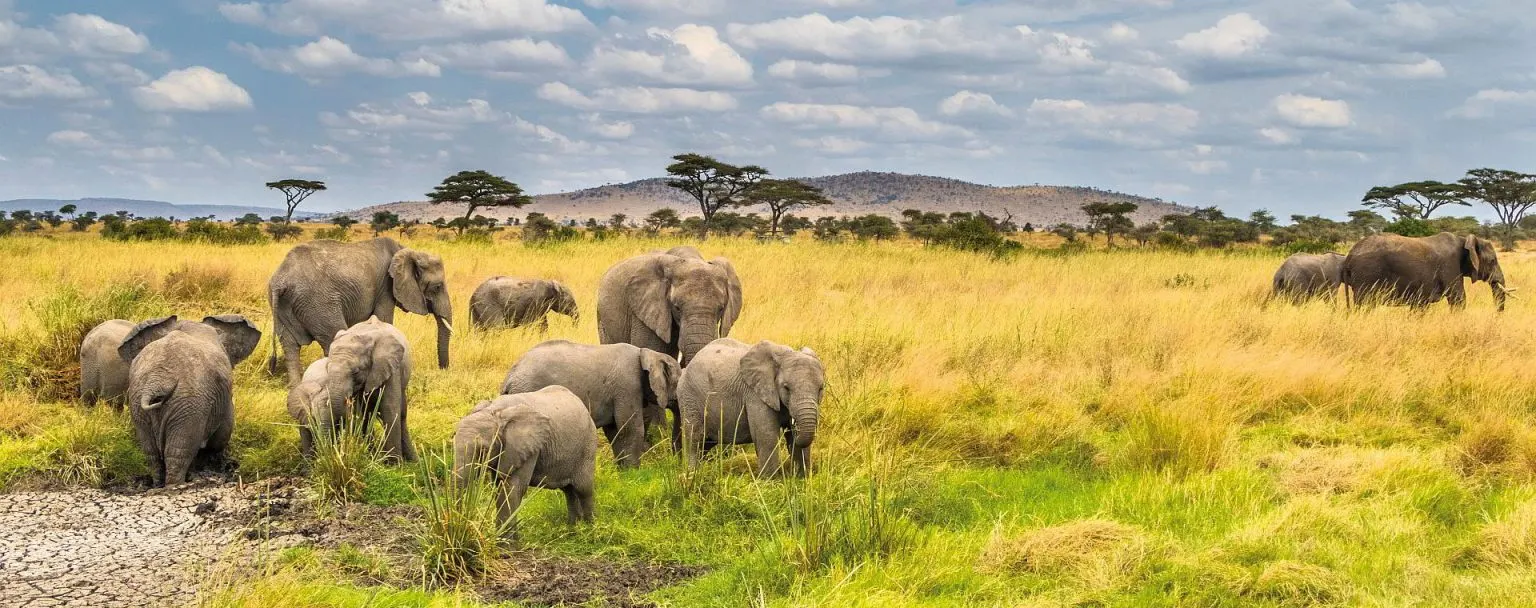 7-day elephant safari in Tanzania focus across Tanzania Safari Guided time in Ruaha National Park