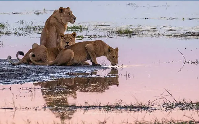 10 Day Classic Wildlife Safari Package in Moremi in Central Kalahari