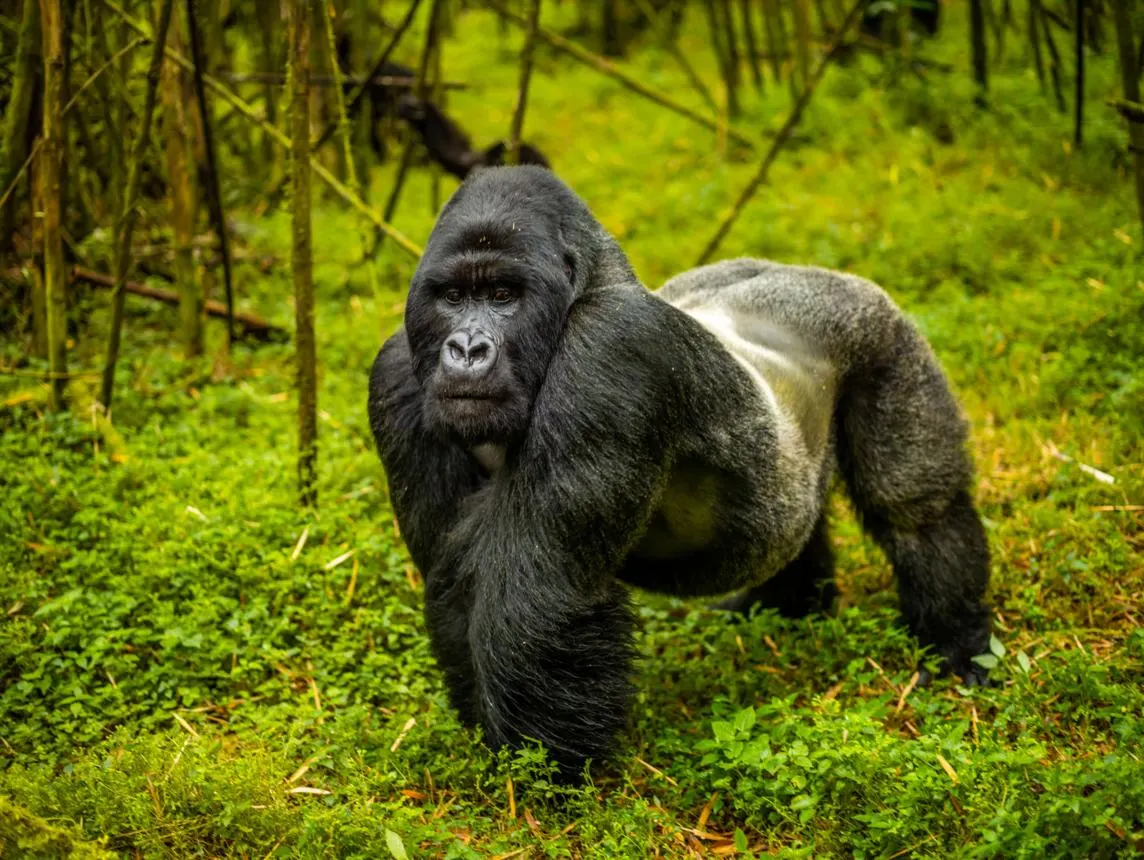 9 Day Gorilla Trekking in Mgahinga Gorilla