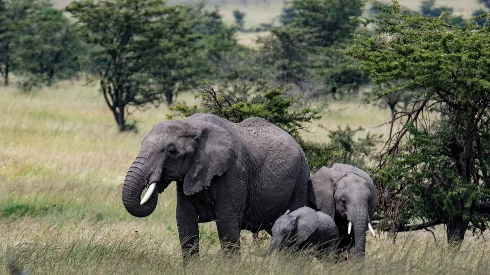 10-day Laikipia itineraries focus in Lake Nakuru National Park and masai mara safari