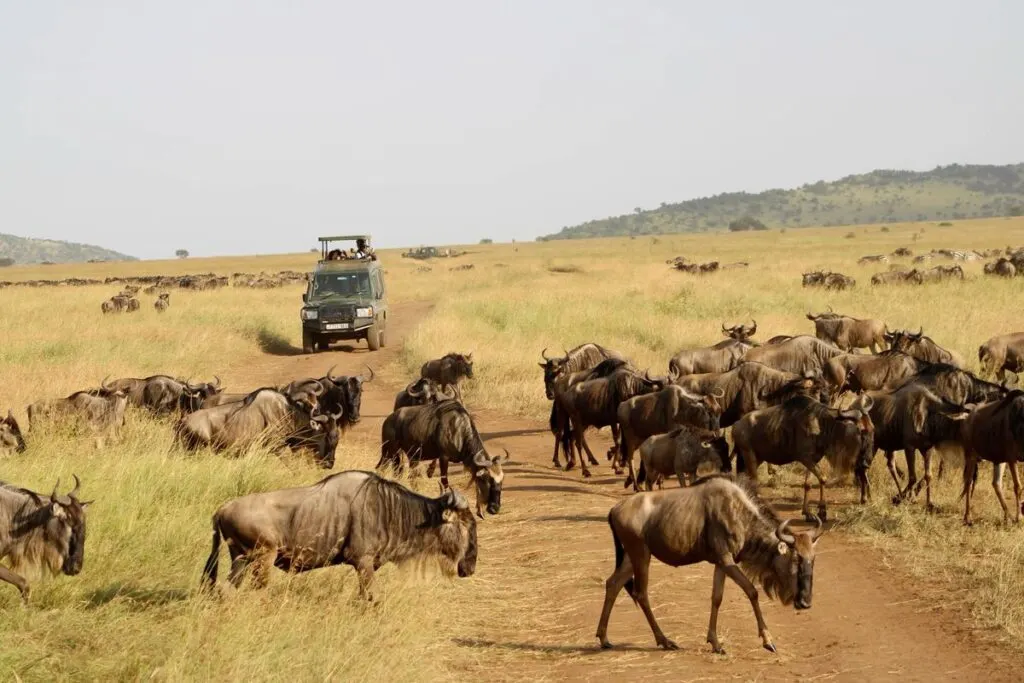 10-day gorilla trekking Mafia Island Tanzania focus across Tanzania Safaris Guided time in Ngorongoro Conservation Area